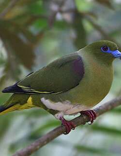 白腹针尾绿鸠 / Yellow-vented Green Pigeon / Treron seimundi