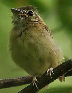 短尾铲嘴雀 / Stub-tailed Spadebill / Platyrinchus cancrominus
