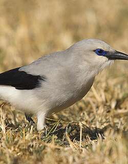 灰丛鸦 / Stresemann’s Bushcrow / Zavattariornis stresemanni