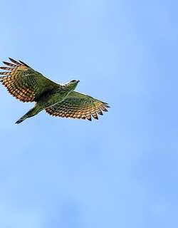 马来鹰雕 / Blyth’s Hawk-Eagle / Nisaetus alboniger