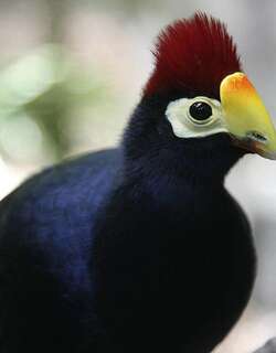 短冠紫蕉鹃 / Ross’s Turaco / Musophaga rossae
