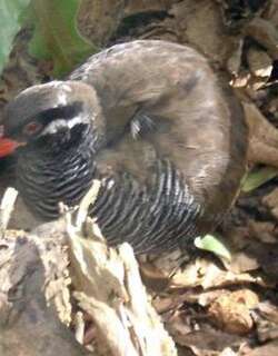 冲绳秧鸡 / Okinawa Rail / Hypotaenidia okinawae