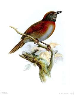 棕胸针尾雀 / Rufous-breasted Spinetail / Synallaxis erythrothorax