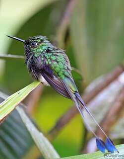 盘尾蜂鸟 / White-booted Racket-tail / Ocreatus underwoodii