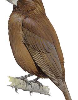 圣多美蜡嘴雀 / Sao Tome Grosbeak / Crithagra concolor