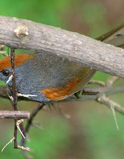 奇克针尾雀 / Spix’s Spinetail / Synallaxis spixi