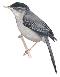 粉腿针尾雀 / Pink-legged Graveteiro / Acrobatornis fonsecai