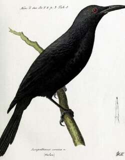 库赛埃岛辉椋鸟 / Kosrae Starling / Aplonis corvina