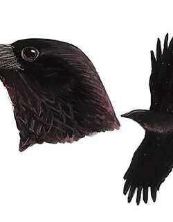 小嘴乌鸦 / Carrion Crow / Corvus corone