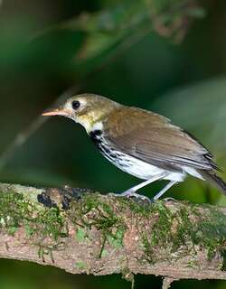 南美蚁鹨 / Southern Antpipit / Corythopis delalandi