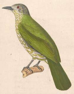 布氏短脚鹎 / Sunda Bulbul / Ixos virescens