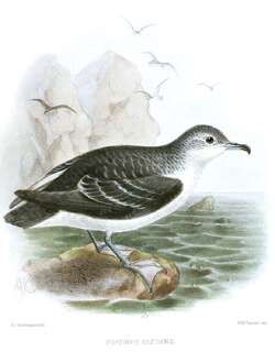 亚南极鹱 / Subantarctic Shearwater / Puffinus elegans