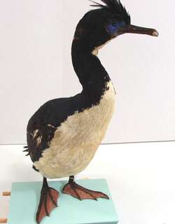 邦岛鸬鹚 / Bounty Shag / Leucocarbo ranfurlyi