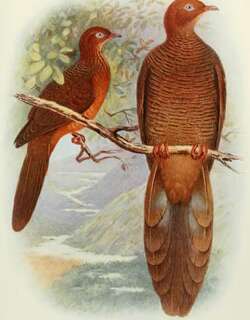 红翅鹃鸠 / Andaman Cuckoo-Dove / Macropygia rufipennis