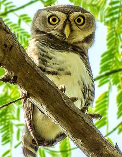 林斑小鸮 / Forest Owlet / Athene blewitti