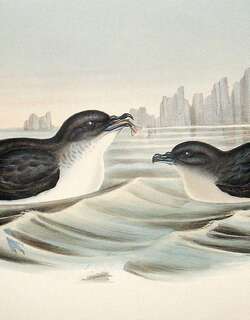 鹈燕 / Common Diving Petrel / Pelecanoides urinatrix