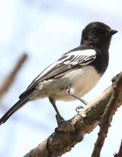 白胸山雀 / White-bellied Tit / Melaniparus albiventris