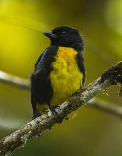 黑金唐纳雀 / Black-and-gold Tanager / Bangsia melanochlamys