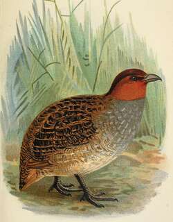 霍氏长嘴山鹑 / Hose’s Partridge / Rhizothera dulitensis