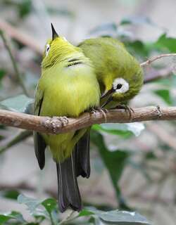 基库尤绣眼鸟 / Kikuyu White-eye / Zosterops kikuyuensis
