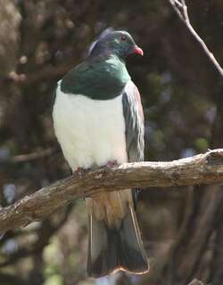 新西兰鸠 / New Zealand Pigeon / Hemiphaga novaeseelandiae
