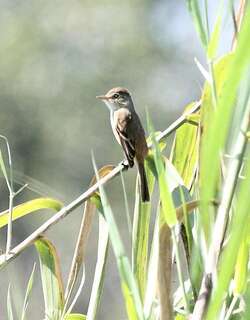 白喉纹霸鹟 / White-throated Flycatcher / Empidonax albigularis