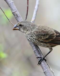 大树雀 / Large Tree Finch / Camarhynchus psittacula