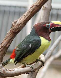 绿簇舌巨嘴鸟 / Green Aracari / Pteroglossus viridis