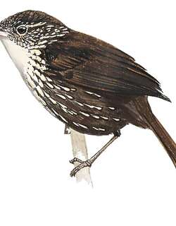 白喉斑尾雀 / White-throated Barbtail / Premnoplex tatei