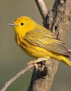 黄林莺 / Mangrove Warbler / Setophaga petechia