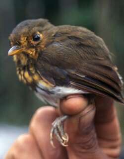 赭胸蚁鸫 / Ochre-breasted Antpitta / Grallaricula flavirostris