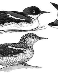 斑海雀 / Long-billed Murrelet / Brachyramphus perdix