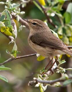 加岛柳莺 / Canary Islands Chiffchaff / Phylloscopus canariensis