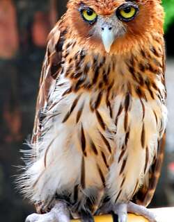 菲律宾雕鸮 / Philippine Eagle-Owl / Bubo philippensis