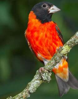 黑头红金翅雀 / Red Siskin / Spinus cucullatus