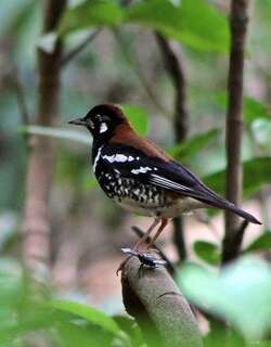 红背地鸫 / Red-backed Thrush / Geokichla erythronota