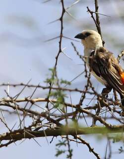 白头牛文鸟 / White-headed Buffalo Weaver / Dinemellia dinemelli