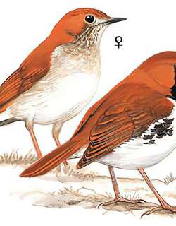 琉球歌鸲 / Ryukyu Robin / Larvivora komadori