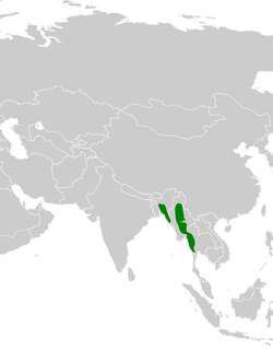 黄眉绿鹎 / Olive Bulbul / Iole viridescens