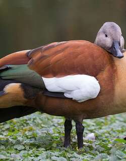灰头麻鸭 / South African Shelduck / Tadorna cana