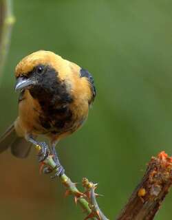 亮黄唐加拉雀 / Burnished-buff Tanager / Stilpnia cayana