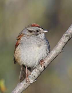 沼泽带鹀 / Swamp Sparrow / Melospiza georgiana