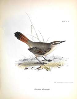 斑尾爬地雀 / Band-tailed Earthcreeper / Ochetorhynchus phoenicurus