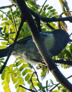 纹胸山雀 / Stripe-breasted Tit / Melaniparus fasciiventer