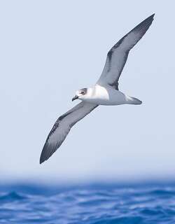 白领圆尾鹱 / White-necked Petrel / Pterodroma cervicalis