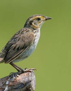 尖尾沙鹀 / Saltmarsh Sparrow / Ammospiza caudacuta