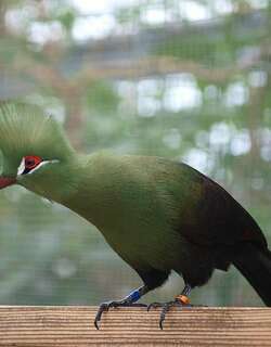 绿冠蕉鹃 / Guinea Turaco / Tauraco persa