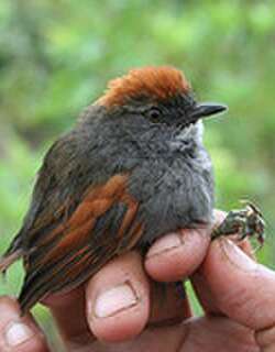 阿氏针尾雀 / Azara’s Spinetail / Synallaxis azarae