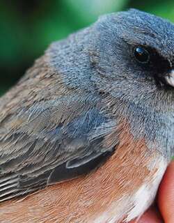 瓜岛灯草鹀 / Guadalupe Junco / Junco insularis