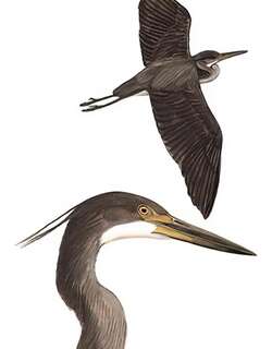 白腹鹭 / White-bellied Heron / Ardea insignis